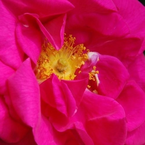 Online rózsa vásárlás - Rózsaszín - történelmi - gallica rózsa - intenzív illatú rózsa - Rosa Gallica 'Officinalis' - - - Egyszeri, de gazdag virágzás jellemzi. Alacsony hajtásrendszerrel rendelkezo bokor, amit már az ókorban ismertek Ke. 1400 korul.